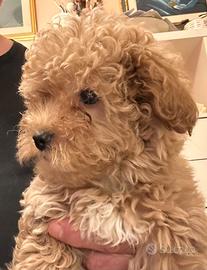 Maltipoo