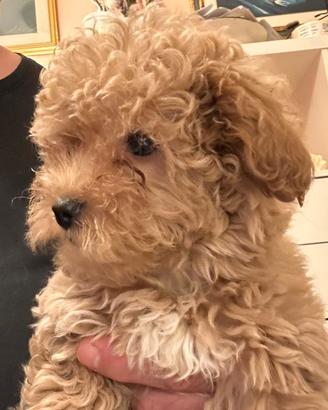 Maltipoo