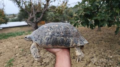 Marginata sarda