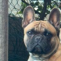 Bulldog francese X monta