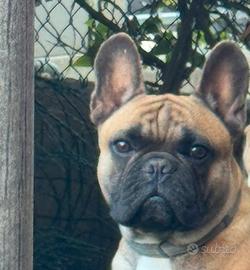 Bulldog francese X monta