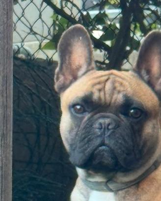 Bulldog francese X monta
