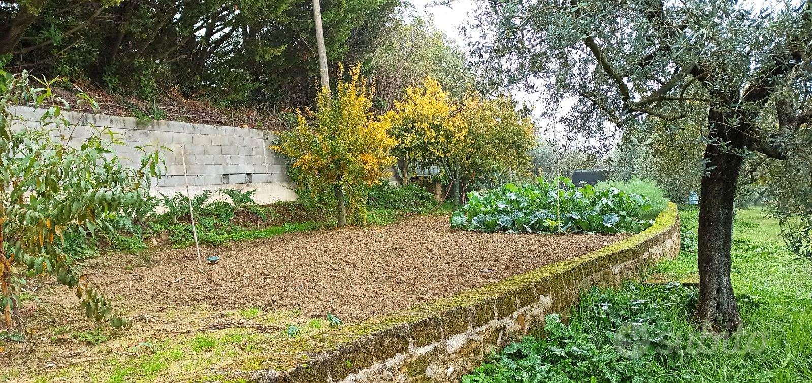 Terreno 7300mq con oliveto - Vista 3