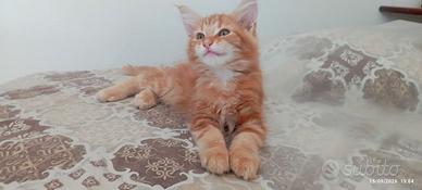 simil maine coon