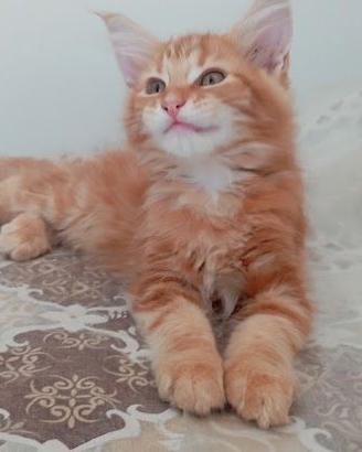 simil maine coon