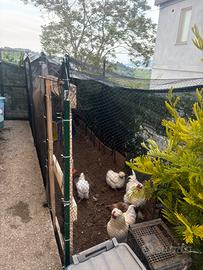 Disponibile galli e galline Moroseta