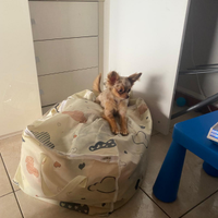 Chihuahua per accoppiamento
