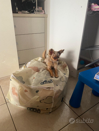 Chihuahua per accoppiamento