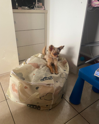 Chihuahua per accoppiamento