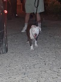 Cucciolo pitbull