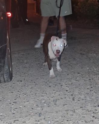 Cucciolo pitbull