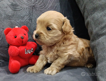 Maltipoo Toy