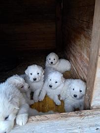Cuccioli Pirenei maremmano