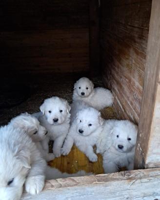Cuccioli Pirenei maremmano