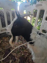 Capra