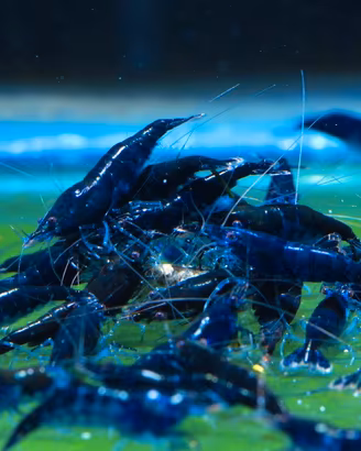 Caridine neocaridine ed altro per acquario