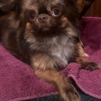 Chihuahua pelo lungo