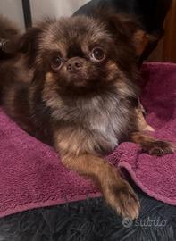 Chihuahua pelo lungo