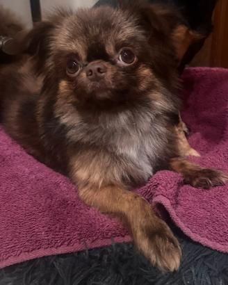 Chihuahua pelo lungo