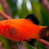 Platy