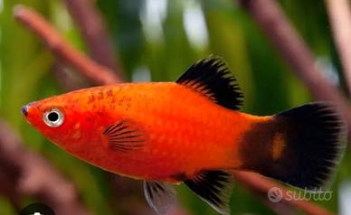 Platy