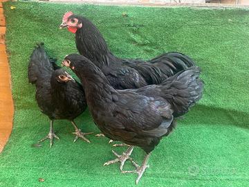 Australorp nere