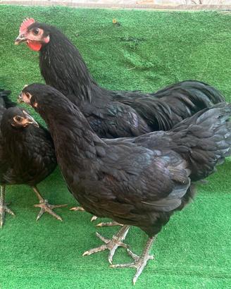 Australorp nere