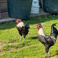 Coppia riproduttiva PadovanoxOlive egger