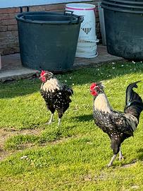 Coppia riproduttiva PadovanoxOlive egger