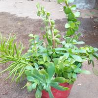 3 vasetti di piante grasse e tradescantie 2 euro