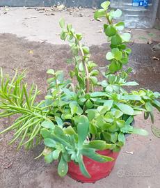 3 vasetti di piante grasse e tradescantie 2 euro