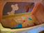 Immagine 2