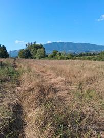 Vendita terreno agricolo