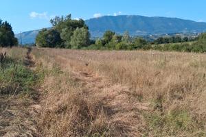 Vendita terreno agricolo