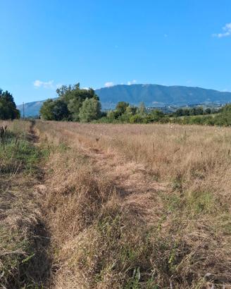 Vendita terreno agricolo