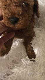 Barboncini toy red maschietto