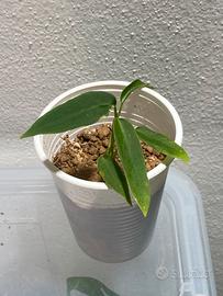 Anthurium Pallidiflorum