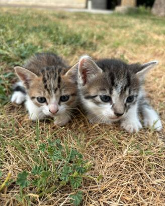 2 Gattine