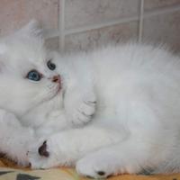 Britsh shorthair gattini chinchilla di 4 mesi