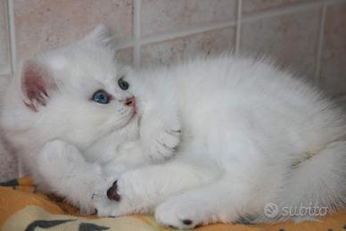 Britsh shorthair gattini chinchilla di 4 mesi