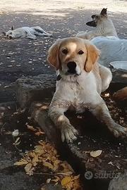 Golden retriever