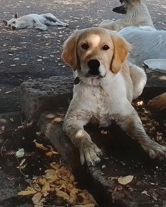 Golden retriever