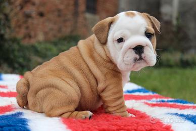 Bulldog Inglese Femmina