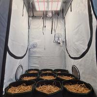 Homebox 100x100x200 + Led 450w + gift!