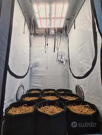 Homebox 100x100x200 + Led 450w + gift!