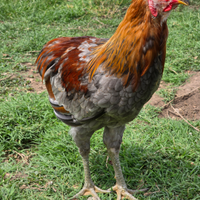 Gallo Olive Egger ed Araucana