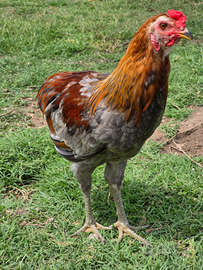 Gallo Olive Egger ed Araucana