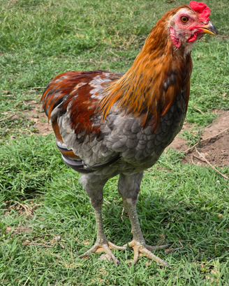 Gallo Olive Egger ed Araucana