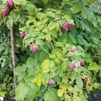 Piantine lamponi rossi - già PRODUTTIVE