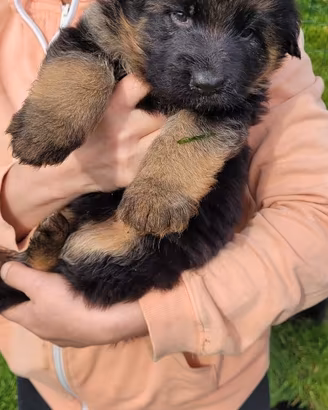 cuccioli di pastore tedesco a pelo lungo